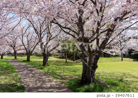 春の大道沢公園(君津市) 春の大道沢公園(君津市) 39407611