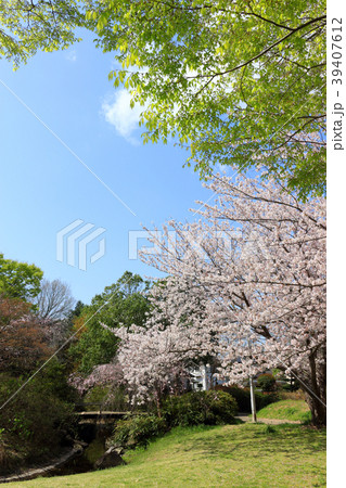 春の大道沢公園(君津市) 春の大道沢公園(君津市) 39407612