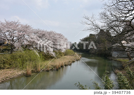 旧大聖寺川　　川沿いの桜並木 39407736