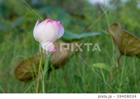 beautiful purple water lily bloom beautiful purple water lily bloom 39408034