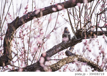 梅 と 鳥 ホトトギスの写真素材