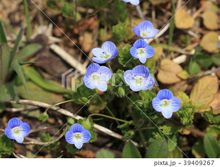 オオイヌノフグリの花 オオイヌノフグリの花 39409267