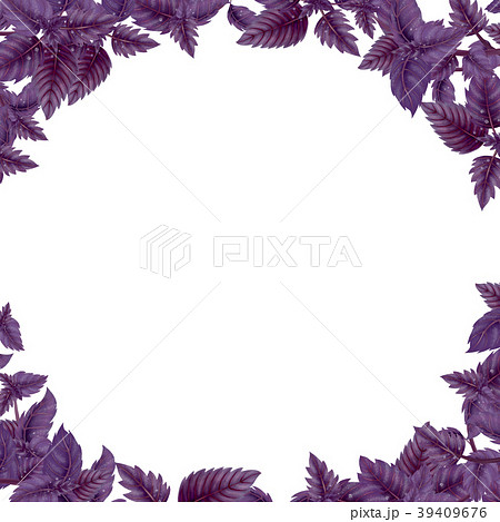 Round frame of Basil leaves and branches 39409676