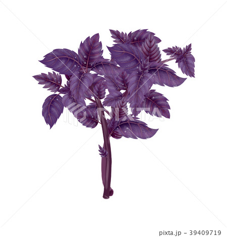 Illustration of a bunch of a red Basil 39409719