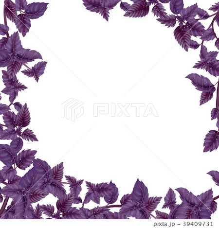 Square frame of Basil leaves and branches 39409731