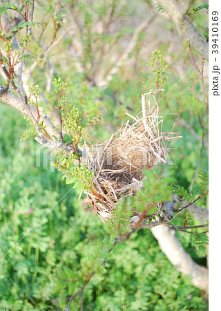鳥の巣 39410169