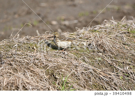 タヒバリ 39410498