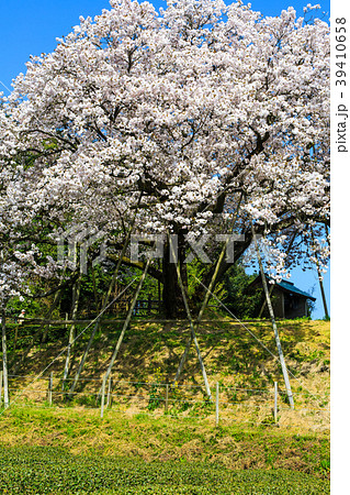 納戸料の百年桜　【佐賀県嬉野市】 39410658