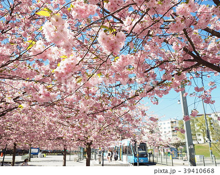 ストックホルム　桜 39410668
