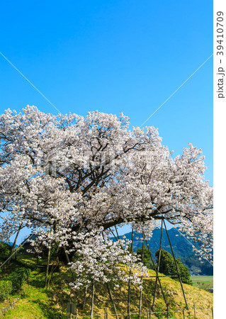 納戸料の百年桜　【佐賀県嬉野市】 39410709