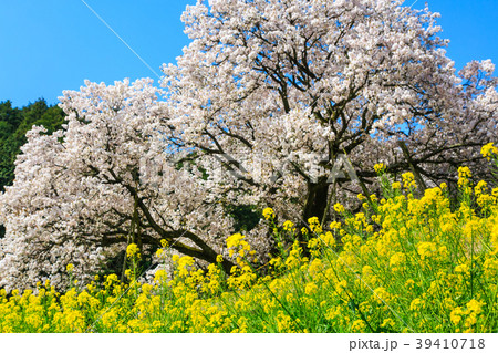 納戸料の百年桜と菜の花 佐賀県嬉野市 の写真素材