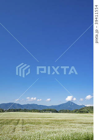真っ白な絨毯を広げたような白そば畑の花と磐梯山が猪苗代の秋を演出 39411554