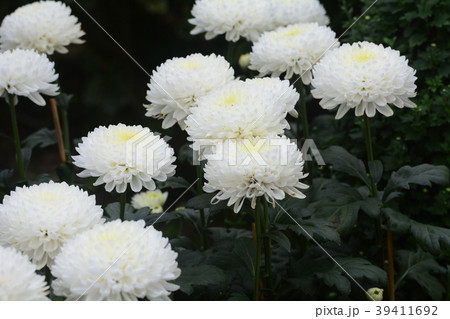 花 フラワー お花 39411692