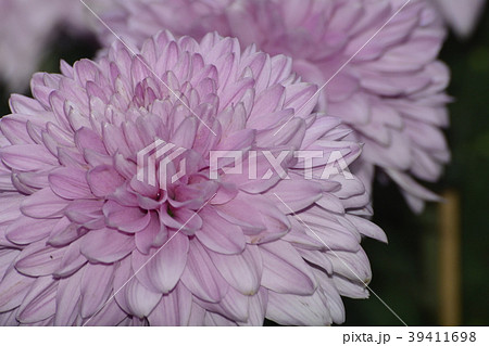 花 フラワー お花 39411698