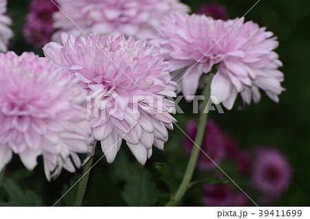 花 フラワー お花 39411699