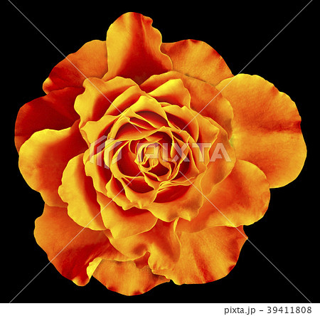 A orange rose flower isolated on a black  39411808