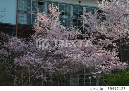 廃校の桜 満開 青空 奈良県吉野郡下市町 廃校の桜 満開 青空 奈良県吉野郡下市町 39412123