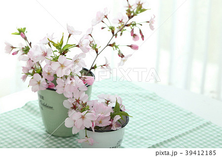 春の花 (さくら) 春の花 (さくら) 39412185