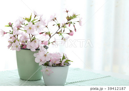 春の花 (さくら) 春の花 (さくら) 39412187