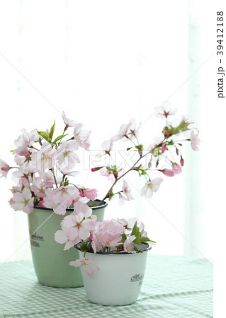 春の花　（さくら） 39412188