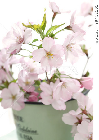 春の花　（さくら） 39412191