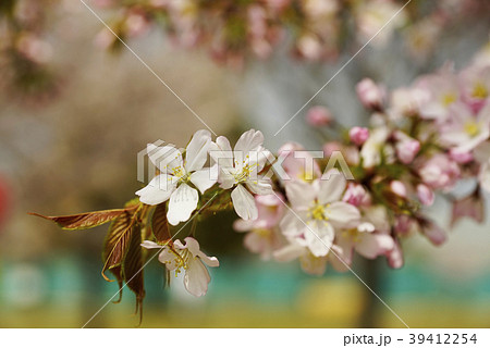 ヤマザクラの花アップ 39412254