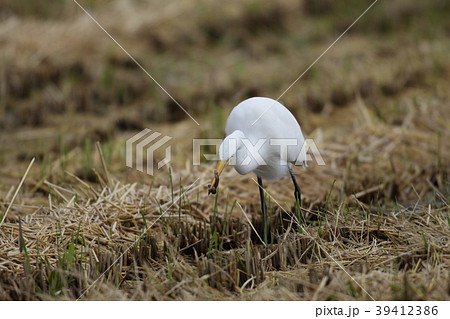 ドジョウを食べるチュウサギ ドジョウを食べるチュウサギ 39412386