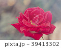 Blurred for Background. close-up of red rose 39413302