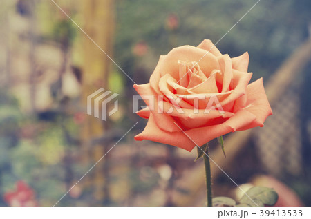 Blurred for Background close-up of red rose  39413533