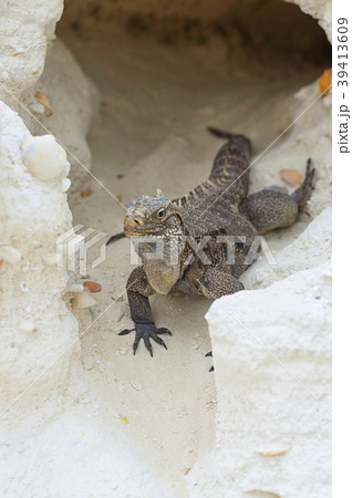 A large scaly Iguana emerged from a sand cave A large scaly Iguana emerged from a sand cave 39413609