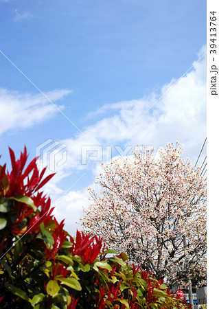 コブシの花 レッドロビン 青空の写真素材