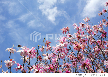 ベニコブシの花 39413771
