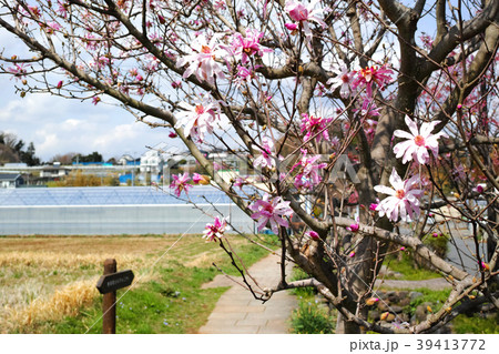 ベニコブシの花と田園風景 39413772
