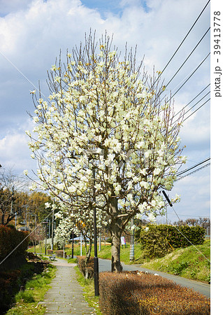 花の咲いたハクモクレンの街路樹 39413778