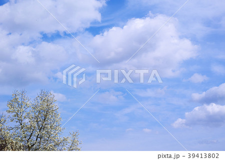 花が咲いたコブシの木と雲のある青空 39413802