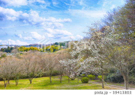 コブシの花が咲く丘の風景 コブシの花が咲く丘の風景 39413803