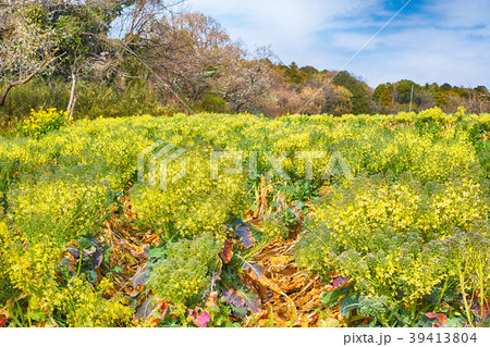 たぶんブロッコリーの菜の花畑 39413804