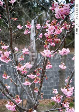 幹は折れても花は咲く 39413810