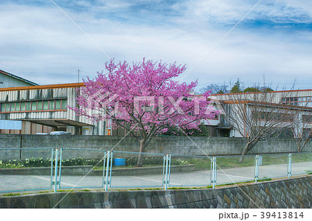 緋桜の咲く町の風景 39413814