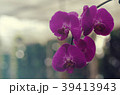 Beautiful blossom of purple orchids.  39413943