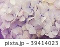 Beautiful blurred flowers, white background,  39414023