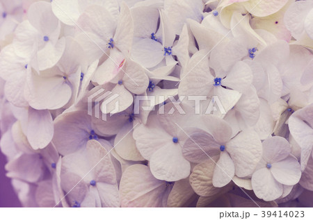Beautiful blurred flowers, white background,  39414023