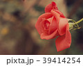 Blur red background, vintage pattern roses,  39414254
