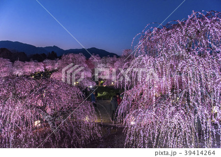 三重県鈴鹿市 鈴鹿の森庭園 しだれ梅のライトアップの写真素材 三重県鈴鹿市 鈴鹿の森庭園 しだれ梅のライトアップの写真素材