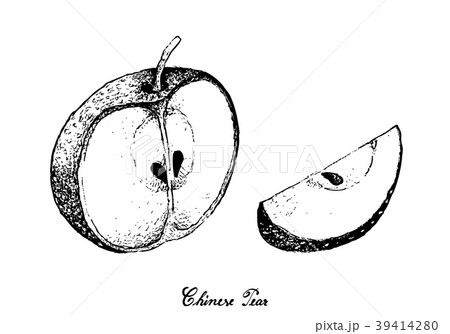 Hand Drawn of Chinese Pear on White Background Hand Drawn of Chinese Pear on White Background 39414280