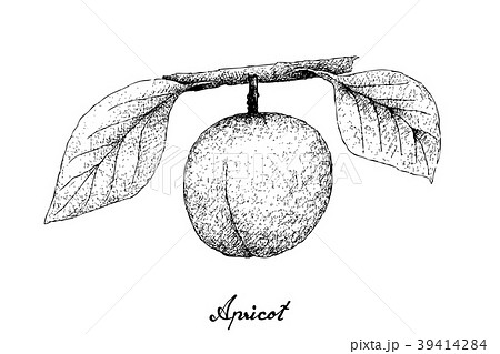 Hand Drawn of Apricote on White Background 39414284