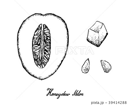 Hand Drawn of Honeydew Melon on White Background 39414288