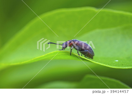 生物 クリーチャー 生き物 39414457