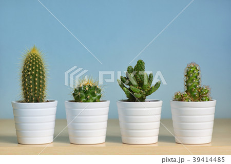 Small Cactus in pot on table 39414485