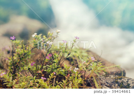 Flowers blooming against , blurred waterfalls. 39414661